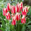Tulipan Buddy - 5 szt.