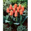 Tulipan Calypso - 5 szt.