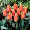 Tulipan Calypso - 5 szt.