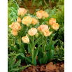 Tulipan Charming Lady - 5 szt.