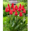 Tulipan Dirk - 5 szt.