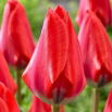 Tulipan Dirk - 5 szt.
