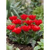 Tulipan Double Red Riding Hood - 5 szt.