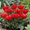 Tulipan Double Red Riding Hood - 5 szt.