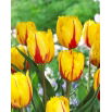 Tulipan Flamenco - 5 szt.