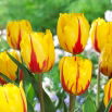 Tulipan Flamenco - 5 szt.