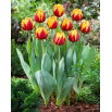 Tulipan Givenchy - 5 szt.