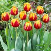 Tulipan Givenchy - 5 szt.