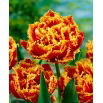 Tulipan Golddust - 5 szt.