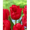 Tulipan Heleen Valstar - 5 szt.