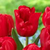 Tulipan Heleen Valstar - 5 szt.
