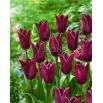 Tulipan Indeland - 5 szt.