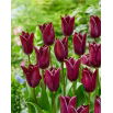 Tulipan Indeland - 5 szt.
