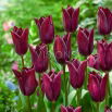 Tulipan Indeland - 5 szt.