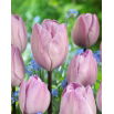 Tulipan Jacuzzi - GIGA paczka! - 250 szt.