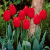 Tulipan Lefeber's Memory - 5 szt.