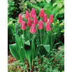 Tulipan Lilyrosa - 5 szt.