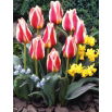 Tulipan Mary Ann - 5 szt.