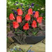 Tulipan Oratorio - 5 szt.
