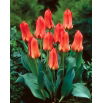 Tulipan Oriental Beauty - 5 szt.