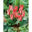 Tulipan Pinocchio - GIGA paczka! - 250 szt.