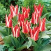 Tulipan Pinocchio - 5 szt.