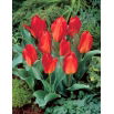 Tulipan Princeps - 5 szt.