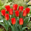 Tulipan Princeps - duża paczka! - 50 szt.