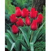Tulipan Princesse Charmante - GIGA paczka! - 250 szt.
