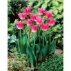 Tulipan Joy of Spring - 5 szt.