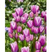 Tulipan Purple Elegance - 5 szt.