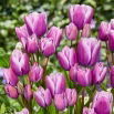 Tulipan Purple Elegance - 5 szt.