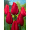Tulipan Red Rover - 5 szt.