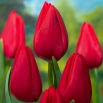 Tulipan Red Rover - 5 szt.