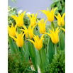 Tulipan Schiedam - 5 szt.