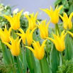 Tulipan Schiedam - GIGA paczka! - 250 szt.