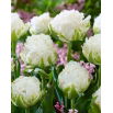 Tulipan Snow Crystal - 5 szt.