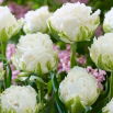Tulipan Snow Crystal - 5 szt.