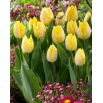 Tulipan Sunny Prince - duża paczka! - 50 szt.
