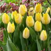 Tulipan Sunny Prince - 5 szt.