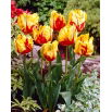 Tulipan Texas Flame - 5 szt.