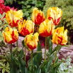 Tulipan Texas Flame - 5 szt.