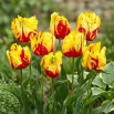 Tulipan Texas Flame - 5 szt.