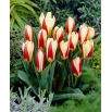 Tulipan The First - 5 szt.