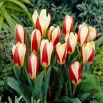 Tulipan The First - 5 szt.