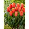 Tulipan Triple A - 5 szt.