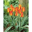 Tulipan United States - 5 szt.