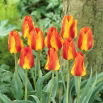 Tulipan United States - 5 szt.