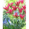 Tulipan Virichic - 5 szt.
