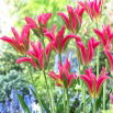 Tulipan Virichic - 5 szt.